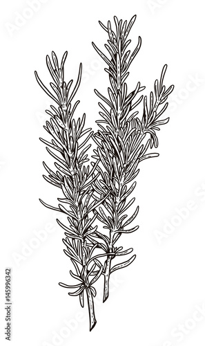 Rosemary illustration, drawing, engraving, ink, line art, vector