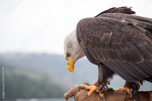 Portrait of a bald eagle on grass.
