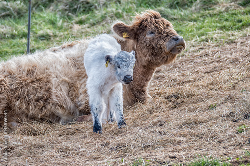 Galloway cow with calf photo