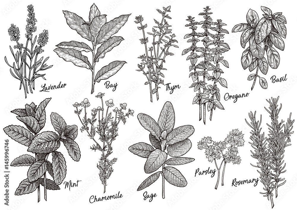 Group of herbs and spices illustration, drawing, engraving, ink, line
