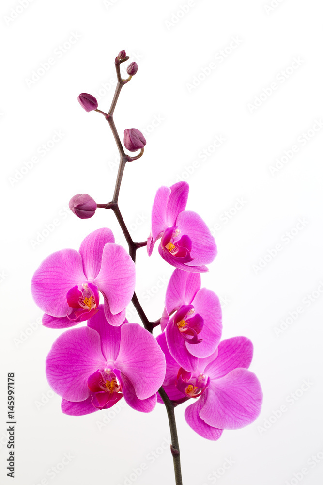 Obraz premium Różowa orchidea na białym tle.