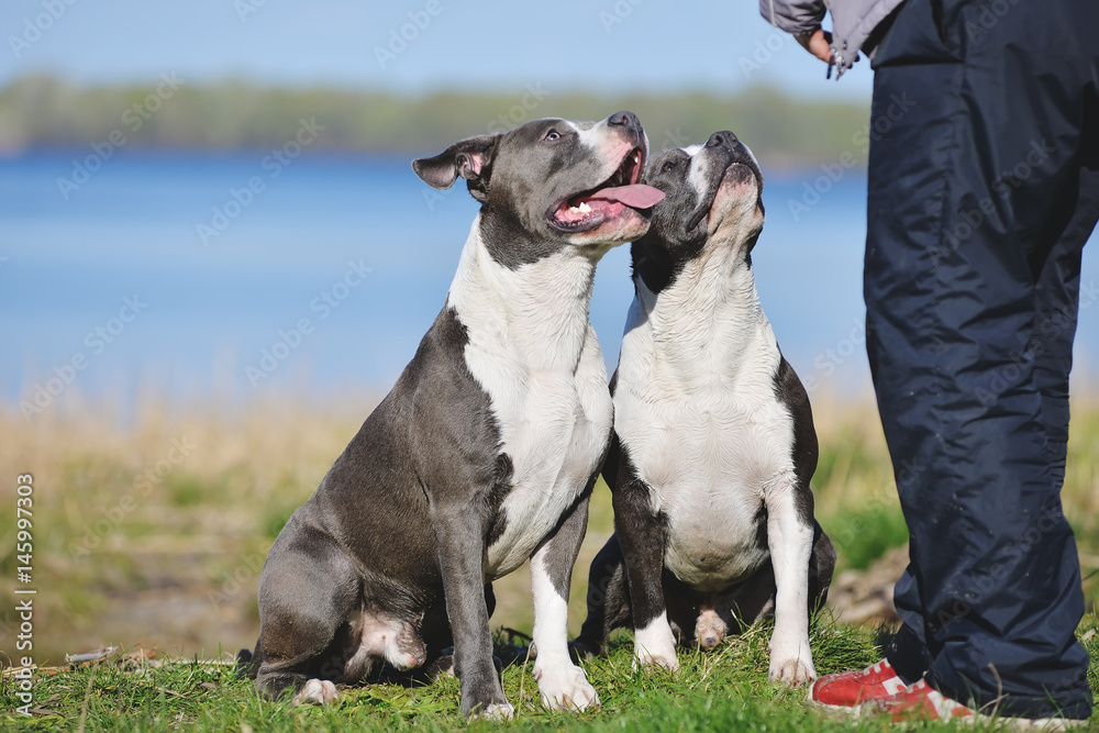 Two blue Staffordshire terriers for a walk.