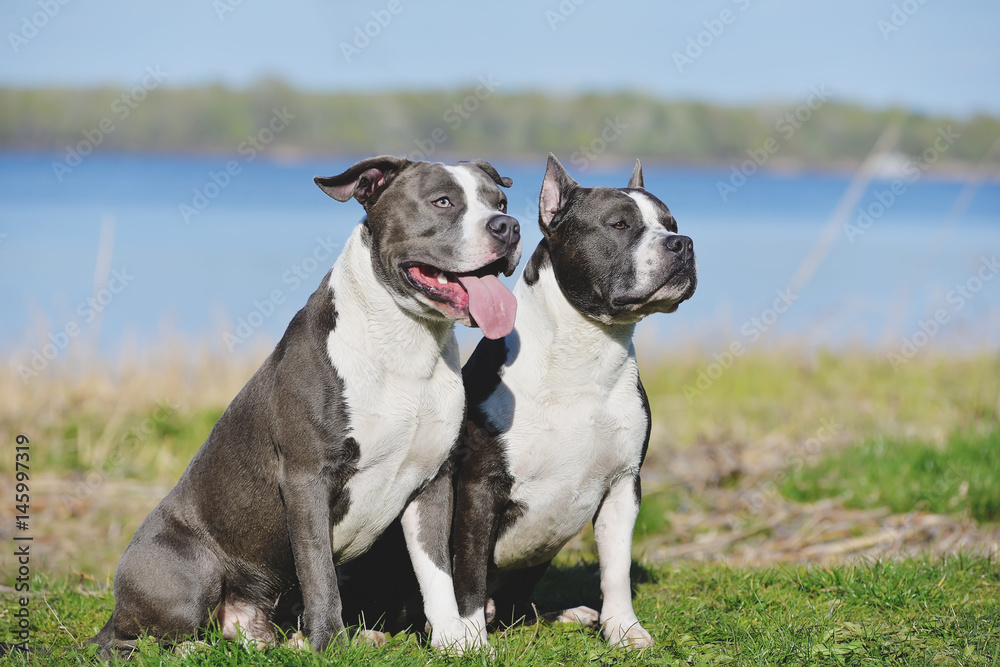 Two blue Staffordshire terriers for a walk.