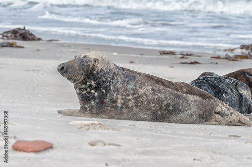 great grey seal © gerckens.photo