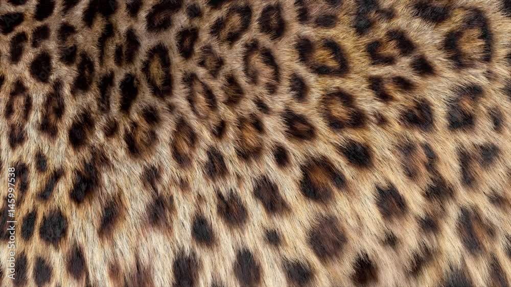 Beautiful leopard fur blowing on the wind, luxury abstract natural animation, close up macro shot of animal hair in slow motion. Beautiful leopard fur blowing on the wind, luxury abstract natural animation, close up macro shot of animal hair in slow motion.