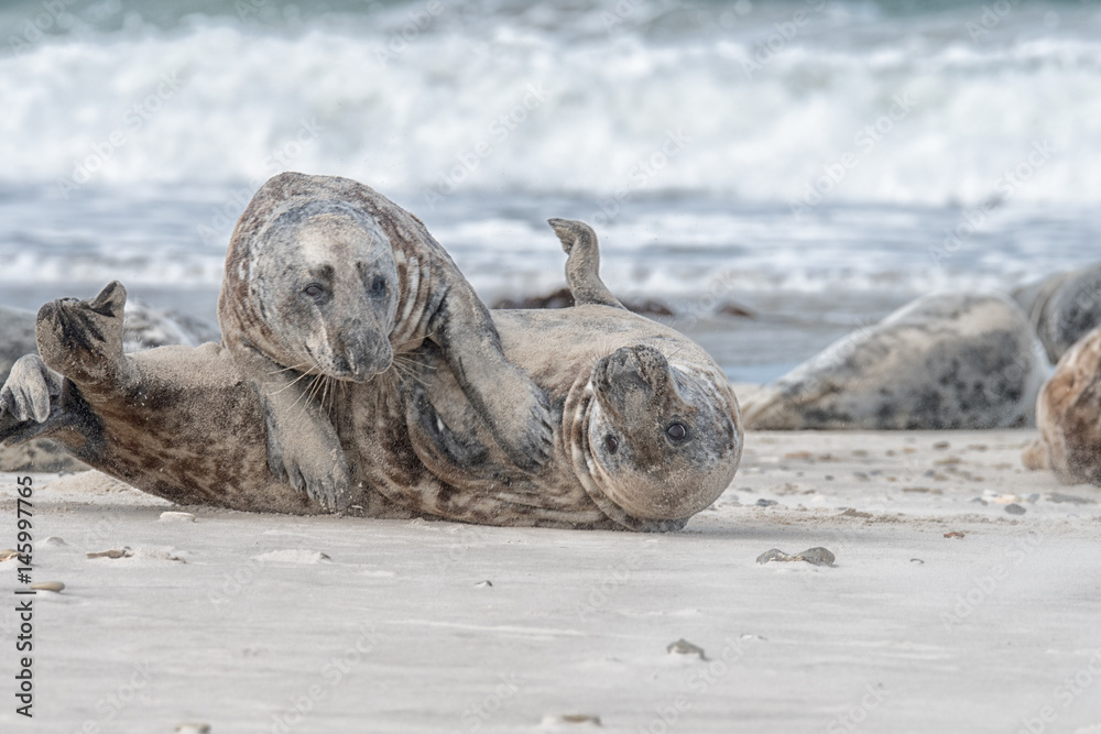 Fototapeta premium great grey seal