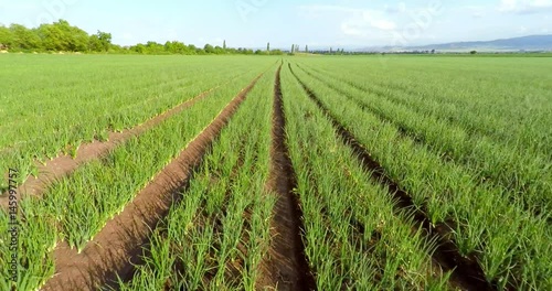 Aerial view of green onions field
