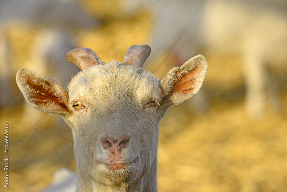 Fototapeta premium The sheep