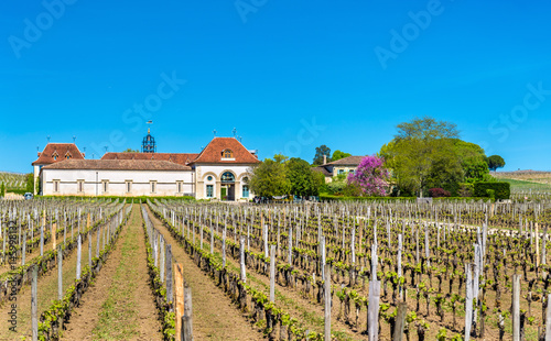 Canvas-taulu Vineyards near Saint Emilion, France