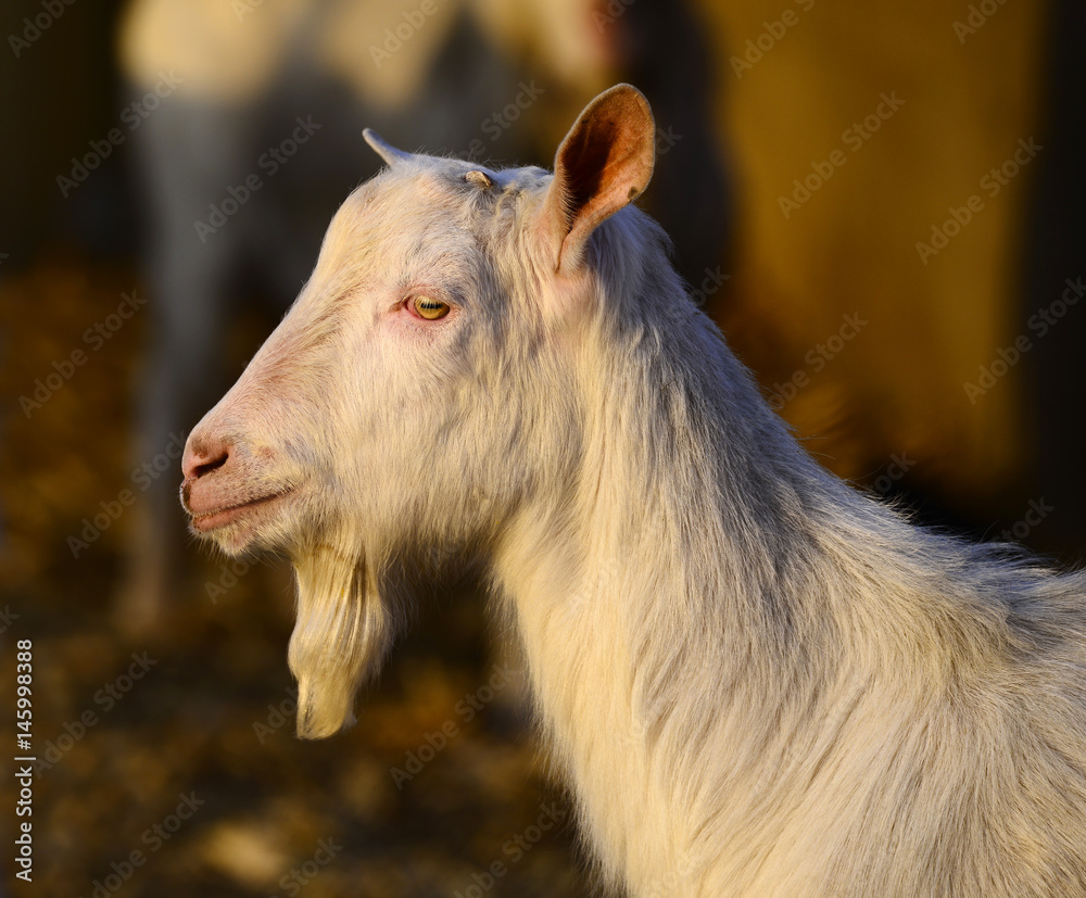 Fototapeta premium The sheep