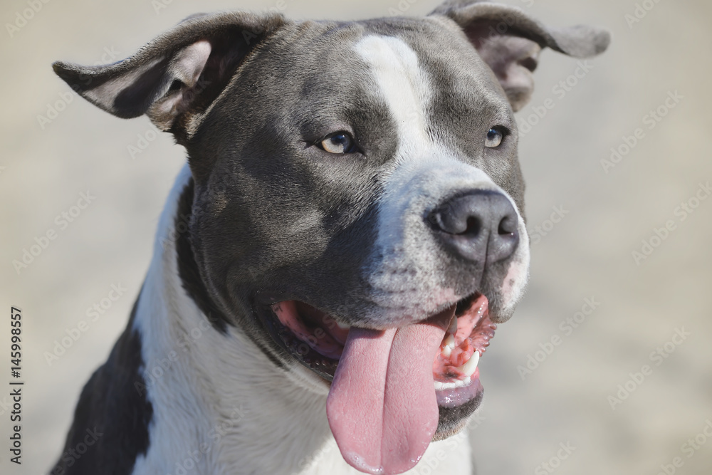 Portrait of blue stafford closeup.