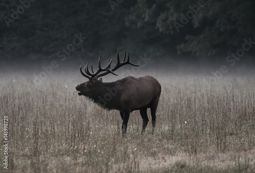 Bull Elk Bugles in Morning Fog Muted