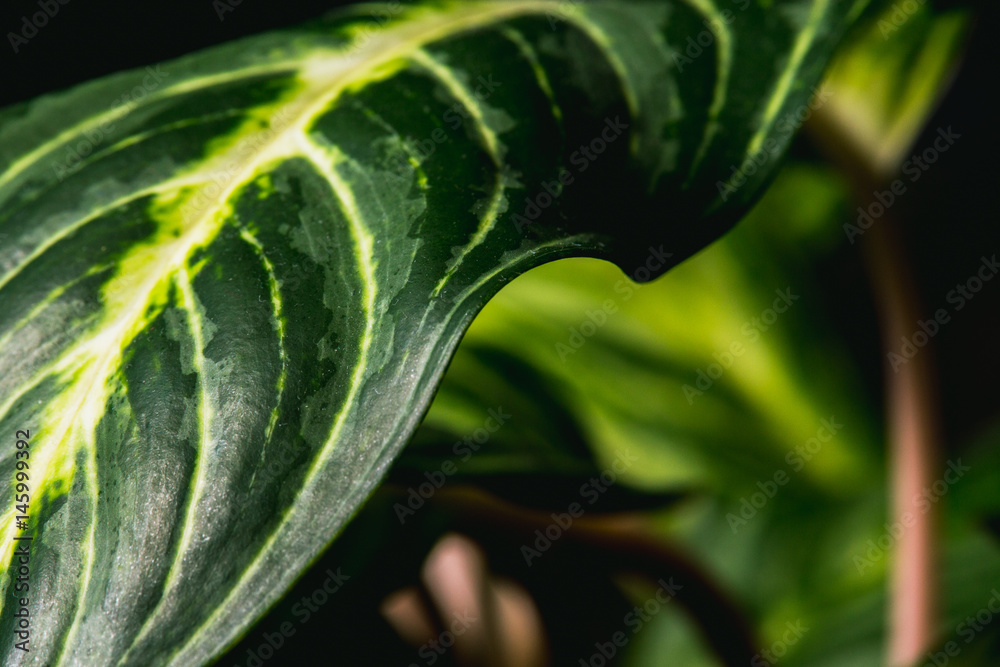 close up abstract of stripey leaves of an indoor plant close up abstract of stripey leaves of an indoor plant