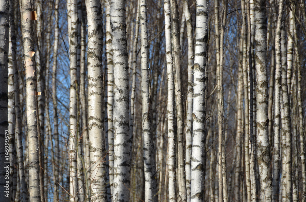 Birches grove near lake in spring. Sunny day. Birches grove near lake in spring. Sunny day.
