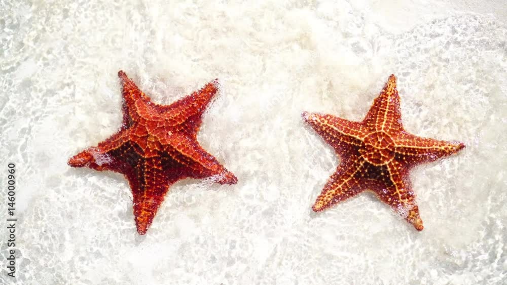 Tropical white sand with red starfishes Tropical white sand with red starfishes