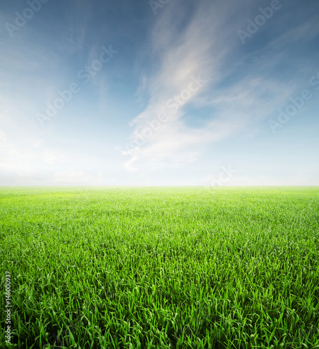 Field at the day time. Agricultural landscape in the summer time..