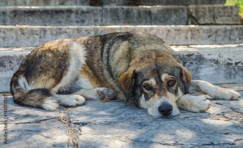 Sad homeless dog lying on the ground.