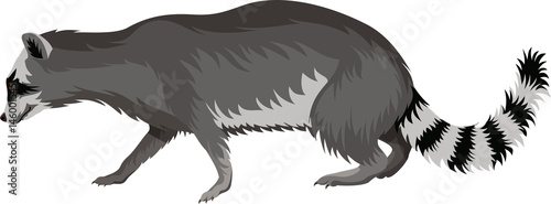 Vector raccoon