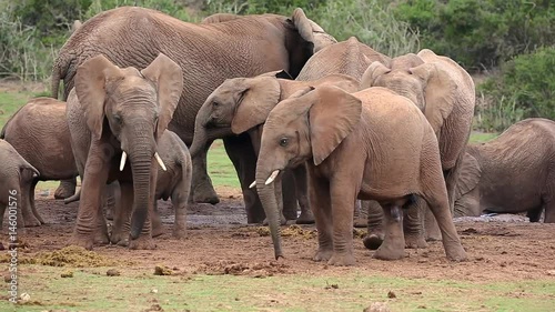 Elephants jostling and playing at a waterhole in Africa