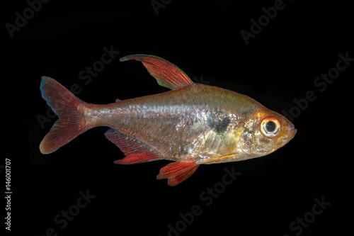 Tetra fish (Hyphessobrycon sweglesi) on a black background photo