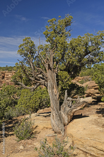 Gnarled Juniper Tree in the Desert