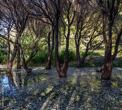 Photography Dark tree trunks standing in autumn pond - Russia