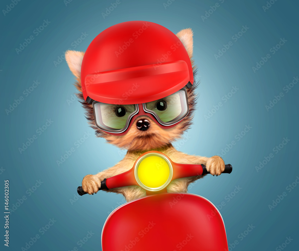 Adorable puppy sitting on a motorbike Adorable puppy sitting on a motorbike