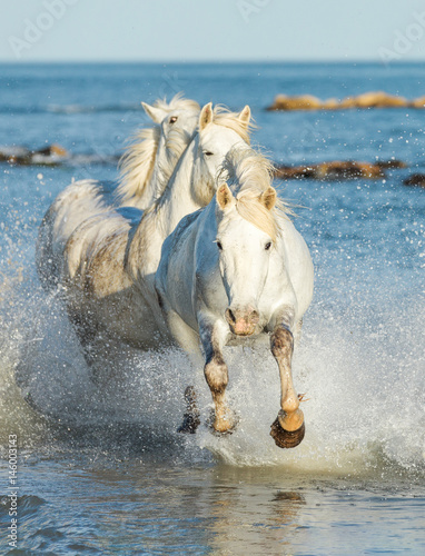 White Camargue Horses galloping along the beach in Parc Regional de Camargue - Provence, France