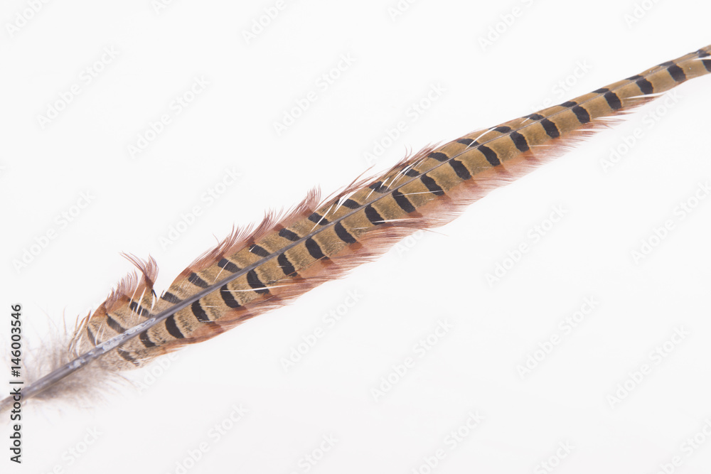 Pheasant feather, on a white background Pheasant feather, on a white background