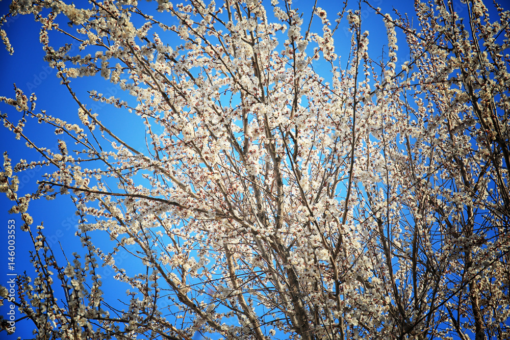 Apricot tree blossoms on sky background Apricot tree blossoms on sky background