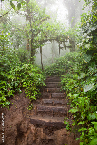 Hiking trail in lush rainforest