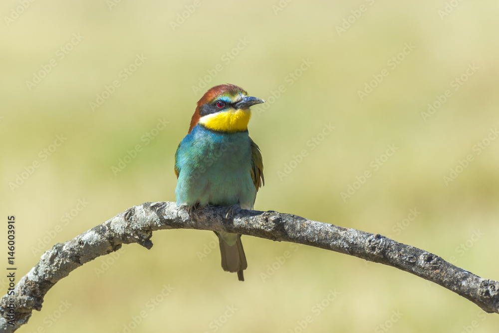 Merops apiaster Merops apiaster