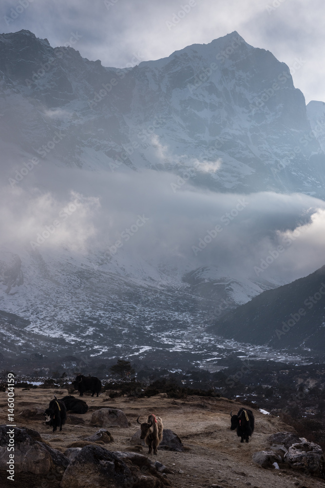 Yaks vor einer beeindruckenden Bergkulisse in Nepal in der Khumbu-Region