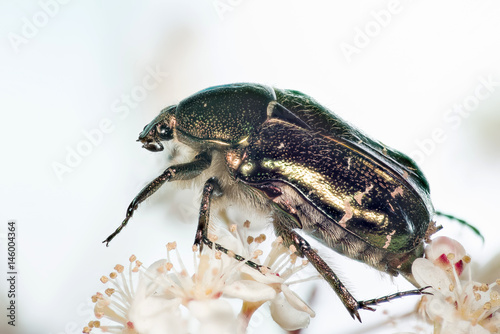Focus Stacking - Beetle - Rose Chafer