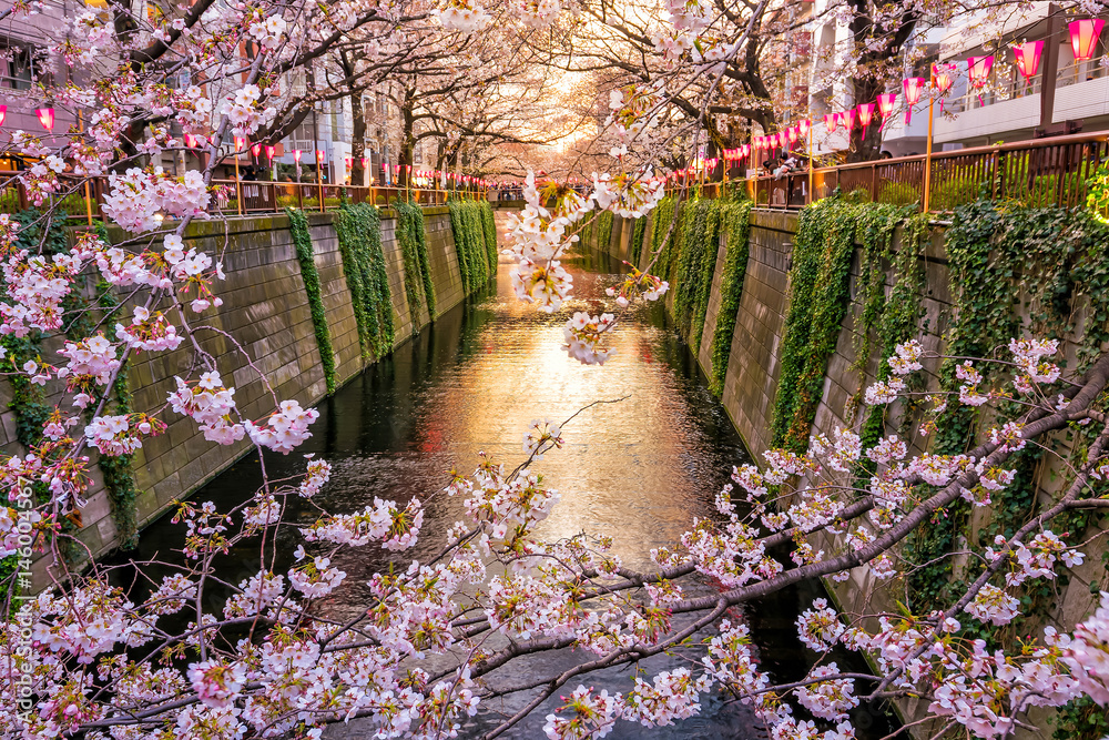 Fototapeta premium Cherry blossom at Meguro canal at twilight in Tokyo