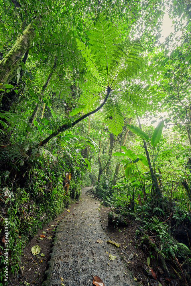 Stone path in rainforest Monteverde Costa Rica