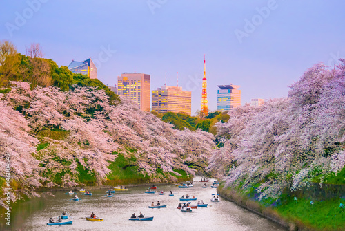 Chidorigafuchi park with full bloom sakura photo