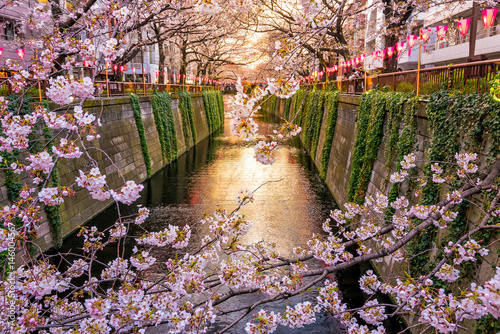 Cherry blossom at Meguro canal at twilight in Tokyo photo