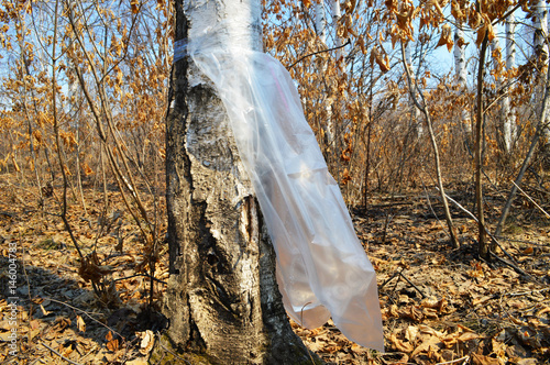 Package of birch sap