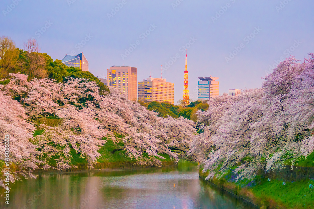 Fototapeta premium Chidorigafuchi park with full bloom sakura