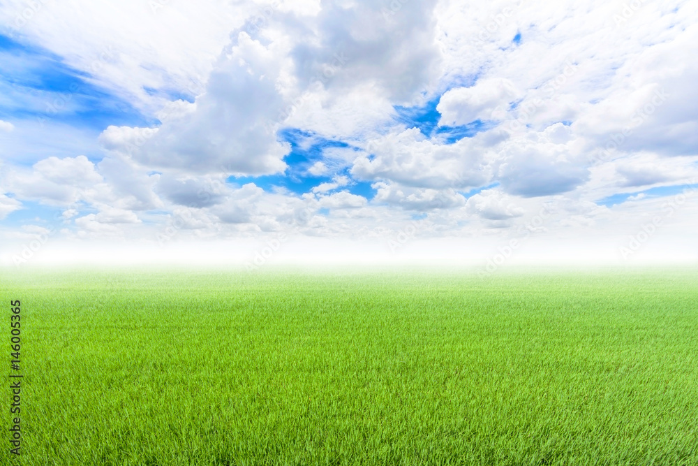 Rice field green grass.jpg