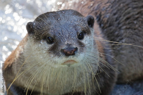 カワウソ