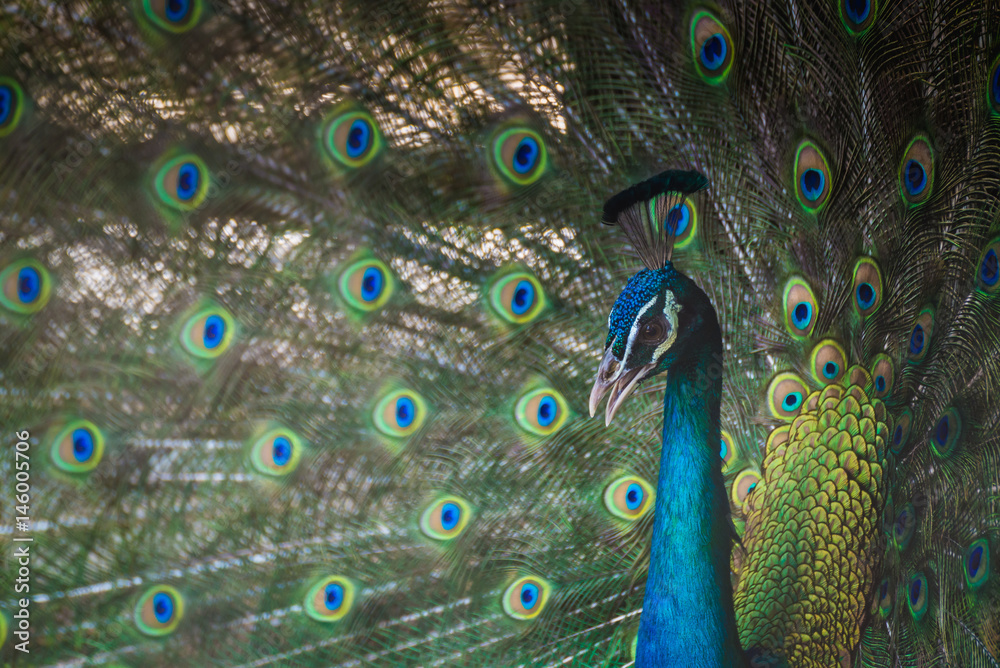 Obraz premium A beautiful male peacock with expanded feather, animal background.