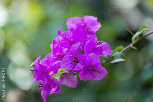 Pink Bougainvillea flower or Paper Flower with leaves in the garden.