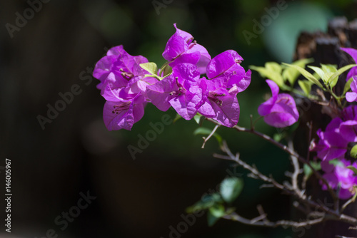 Wallpaper Mural Pink Bougainvillea flower or Paper Flower with leaves in the garden. Torontodigital.ca