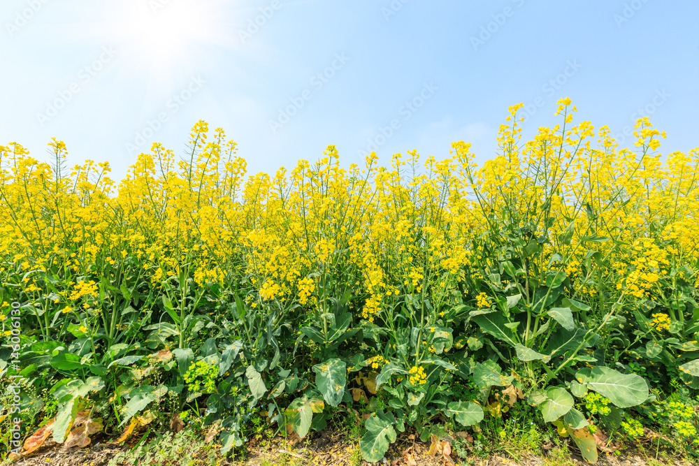 Obraz premium Blooming rape flowers in the field of farmland