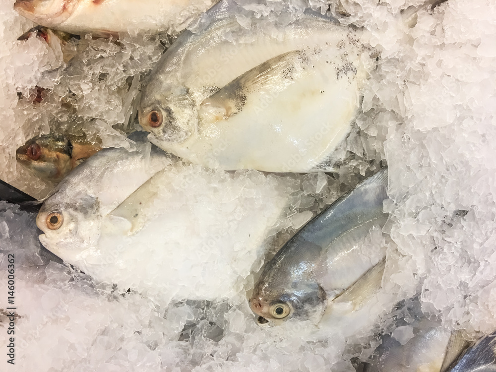 Silver pomfret fish