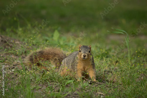 Squirrel on Grass