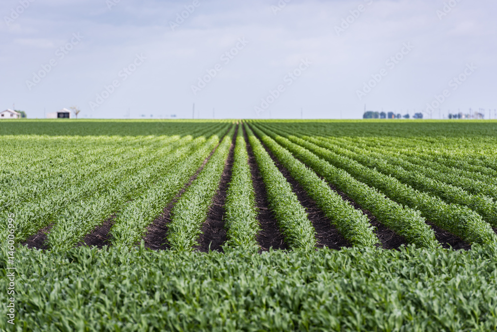 Rows and rows of sweet corn being grown in the Texas spring with attentional soft focus.