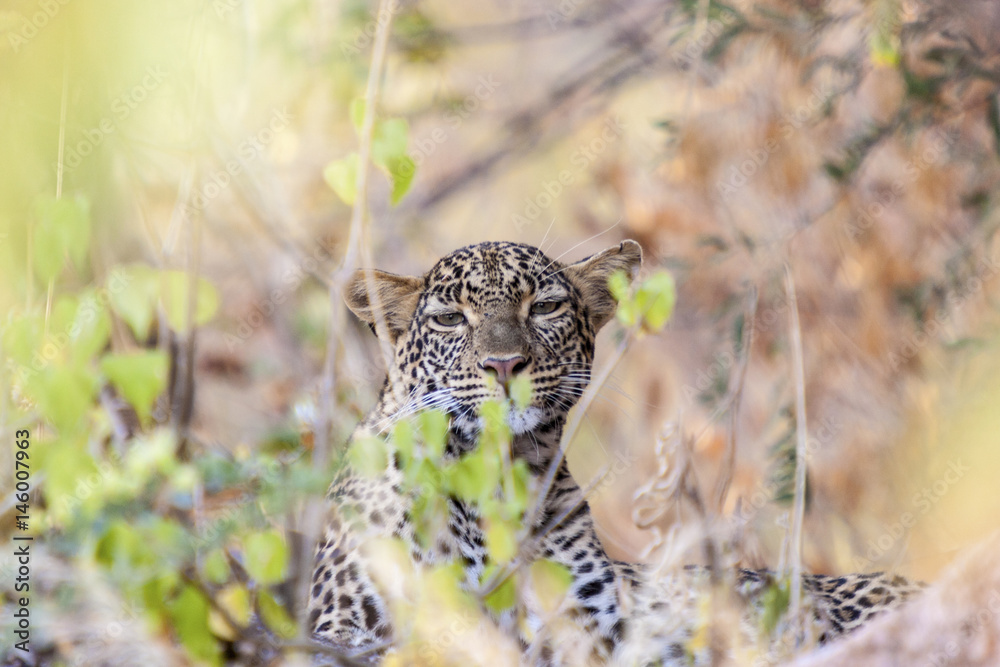 Leopard hiding in bush Tanzania Africa 